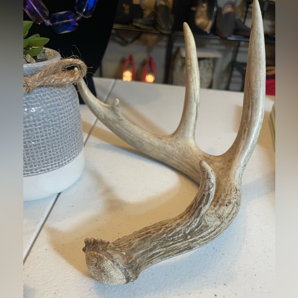 🦌4x4.5 Point Matching Whitetail Antler Set - Picture 6 of 8
